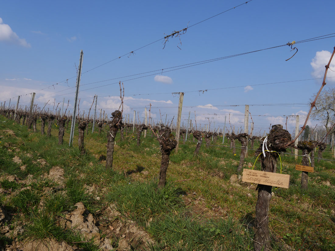 Виноградник на урожай